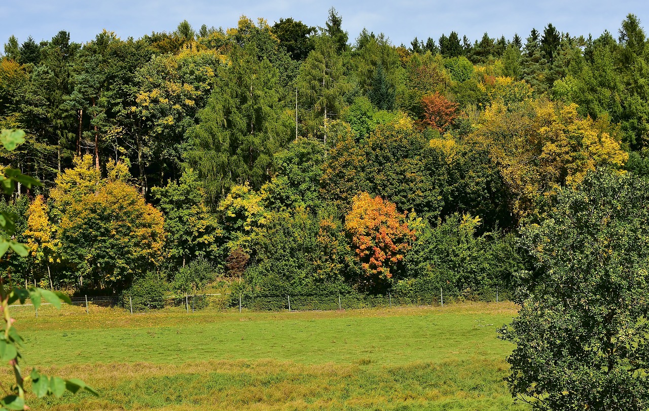 autumn, october, golden october