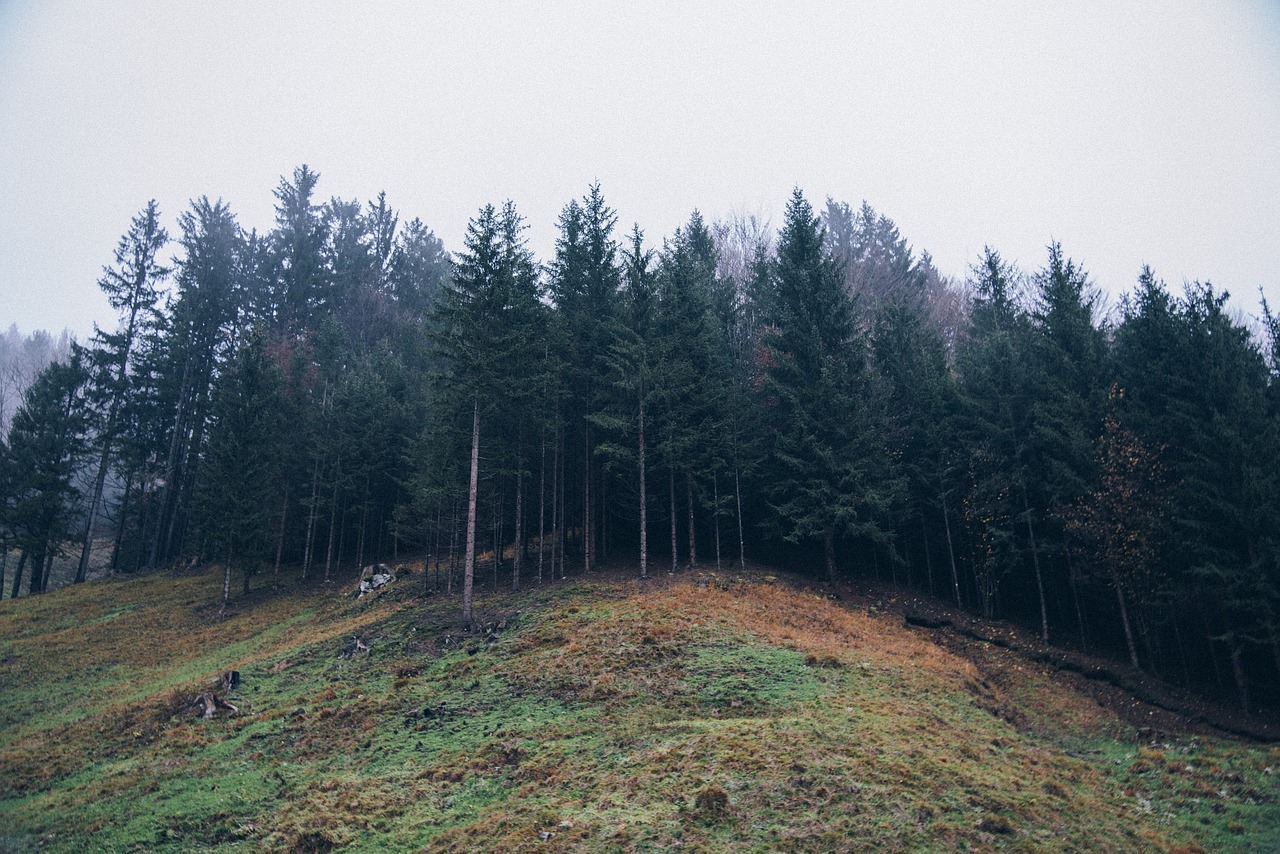 forest, hill, mountains