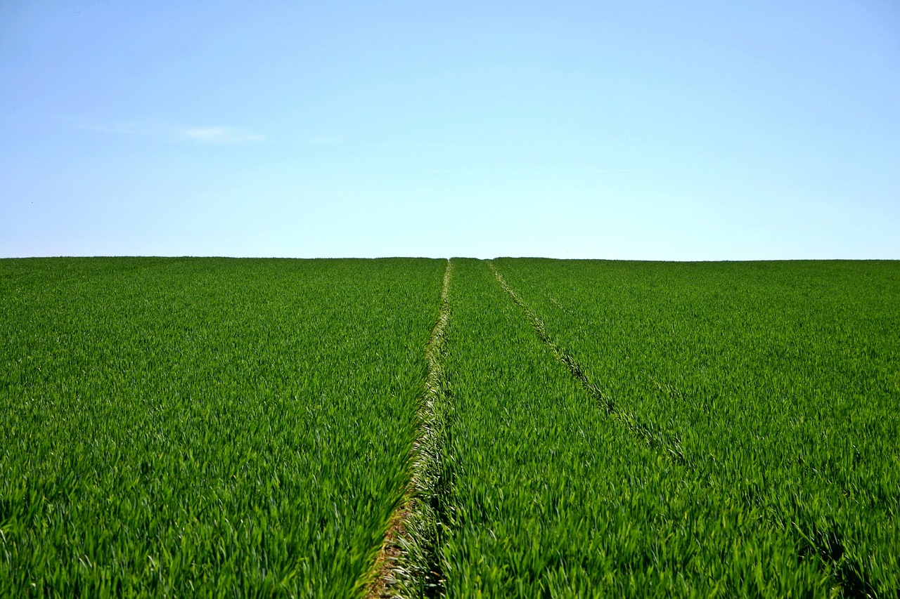 cereals, field, green